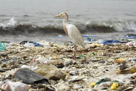 pollution plastique animaux