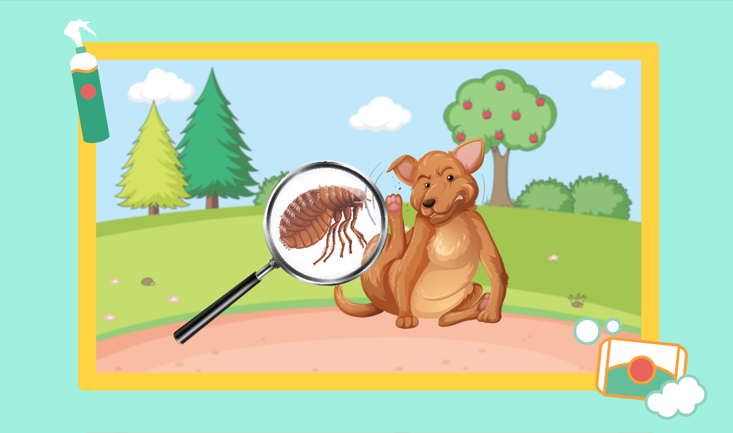 how to get rid of ticks and fleas