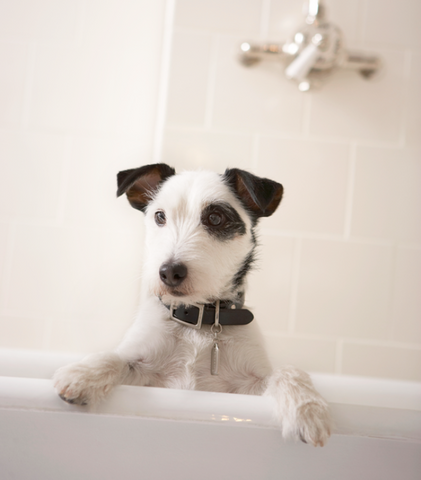 Choosing the right shampoo for pets