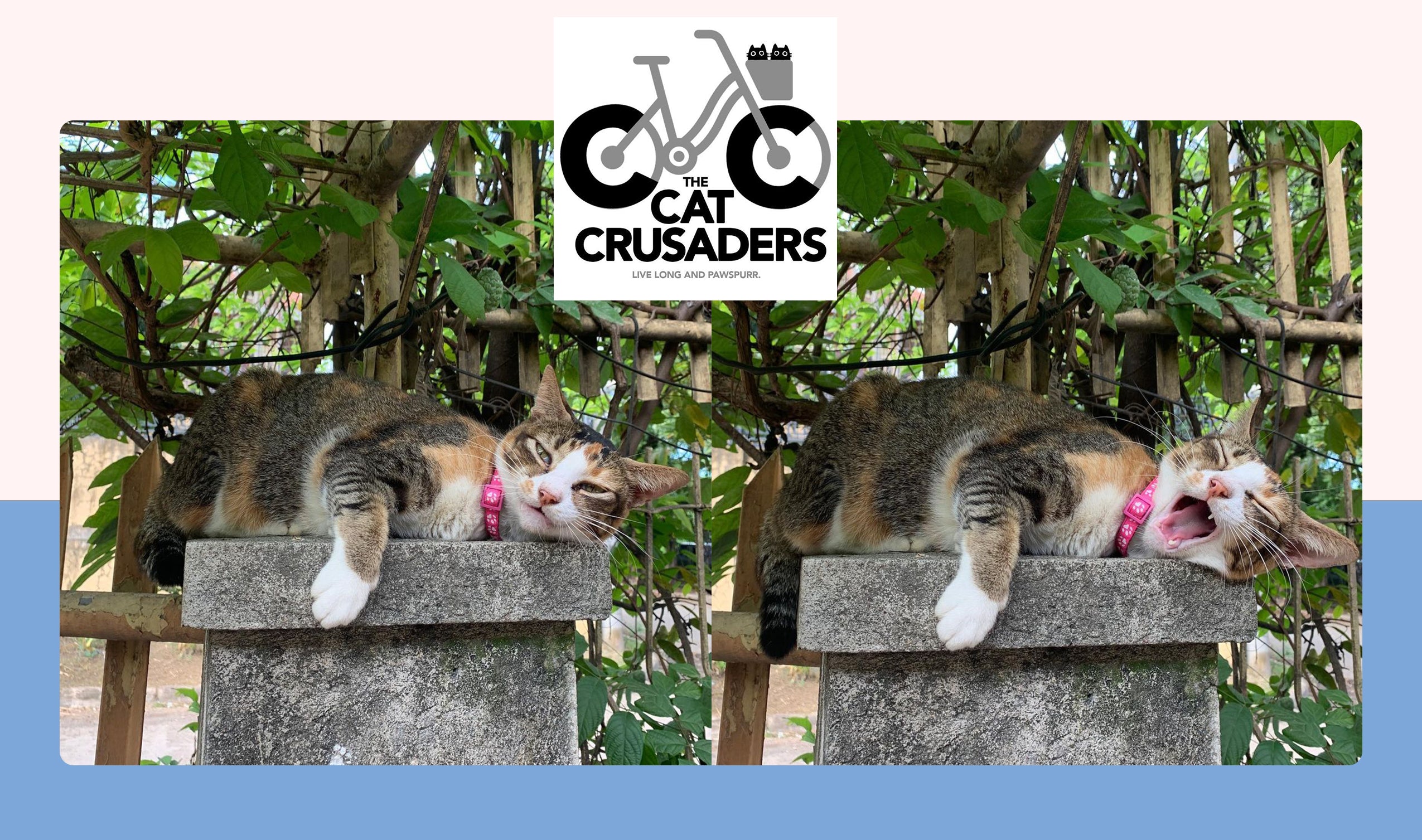 Cat Crusaders