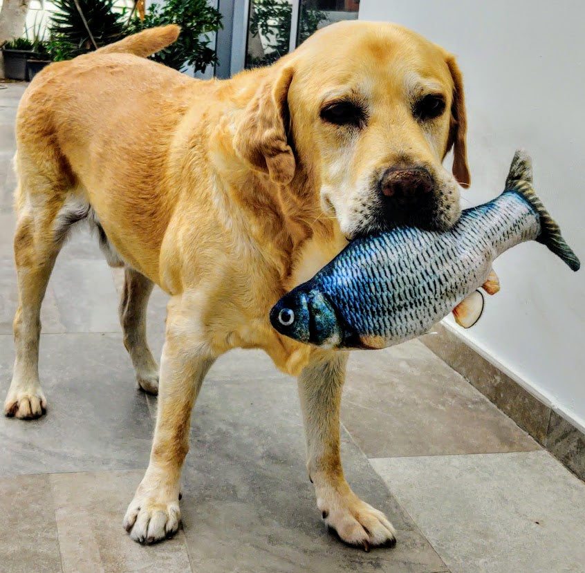 Flopping Fish Interactive dog toy – Doggyvers