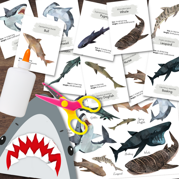 SHARK Study Flashcards Species Poster & Craft