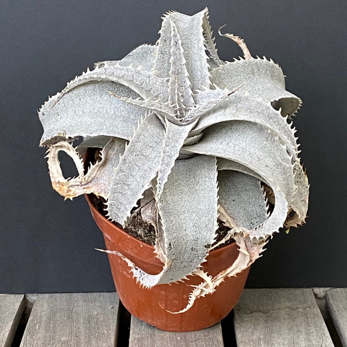 Dyckia marnier-lapostollei