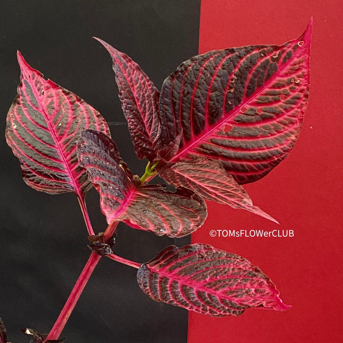 Iresine herbstii, red leaf, beefsteak plant, organically grown tropical plants for sale at TOMsFLOWer CLUB, Steckling.