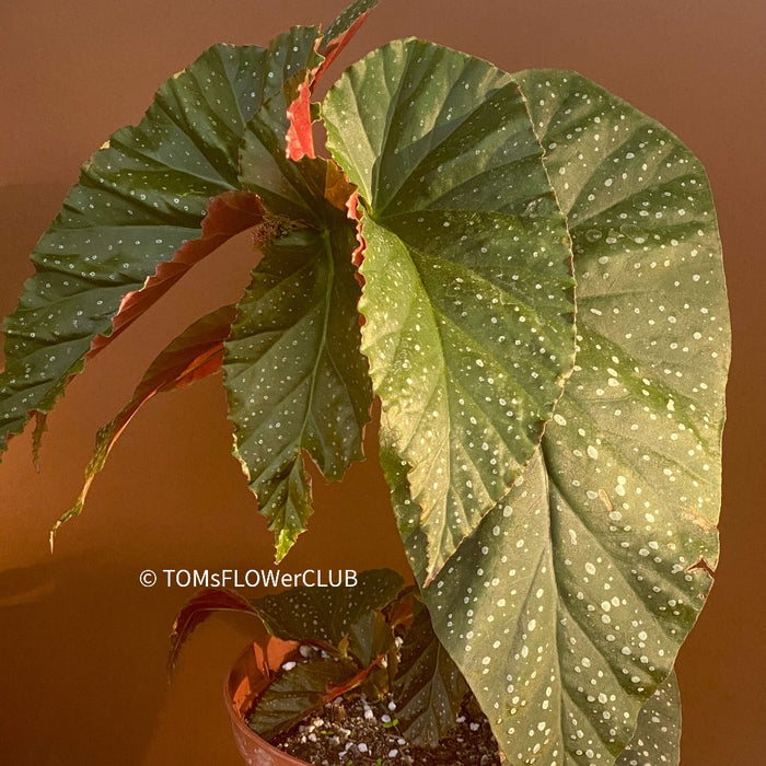 Begonia Lucerna | organic plants | TOMs FLOWer CLUB – 