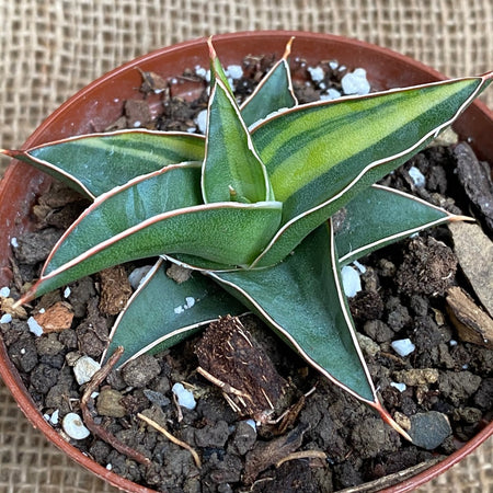 Sansevieria Florida H-13 Aurea Variegata, organically grown succulent  plants