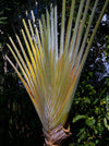 Ravenala Madagascariensis, Traveller's tree, Bird of paradise, Strelitzie, Paradiesvogelblume, organically grown tropical plants for sale at TOMsFLOWer CLUB.