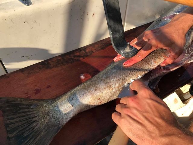 Sam Whittemore slicing a big fish using Japanese Gyuto Knife