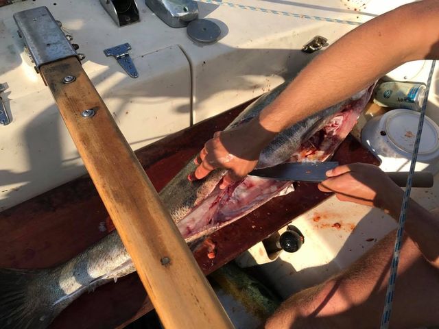 Sam Whittemore slicing a big fish using Japanese Gyuto Knife