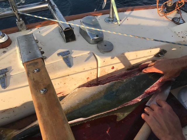 Sam Whittemore slicing a big fish using Japanese Gyuto Knife