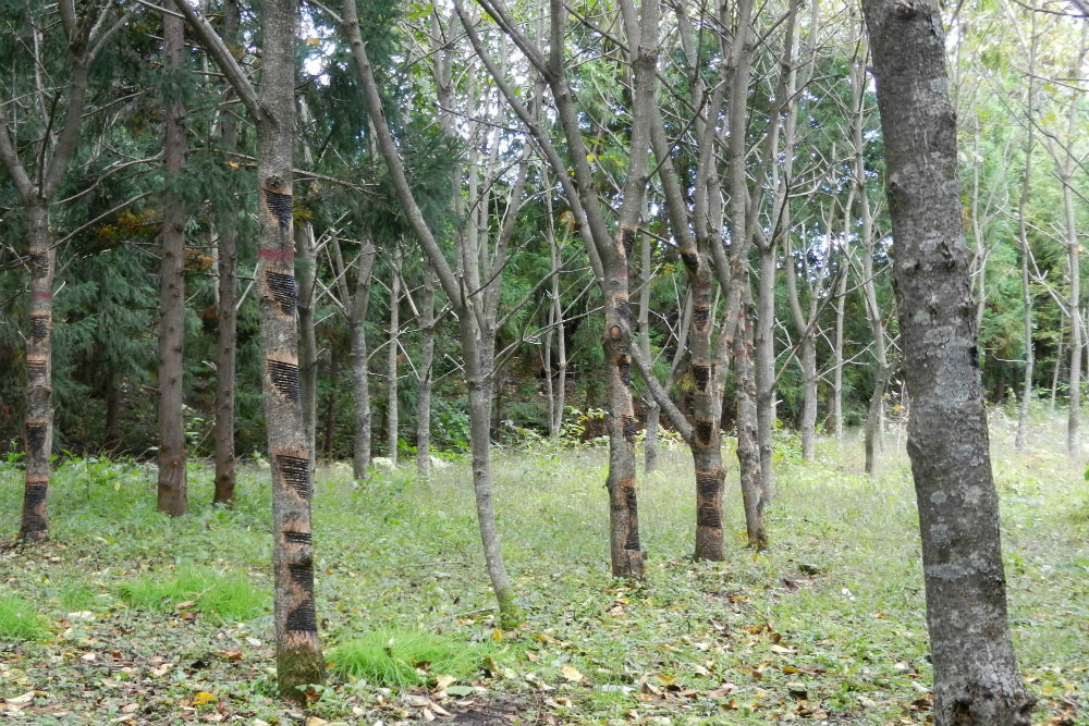 Urushi trees