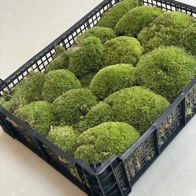 Bulk Fresh Cushion Moss (Floral, Crafts, Terrariums)