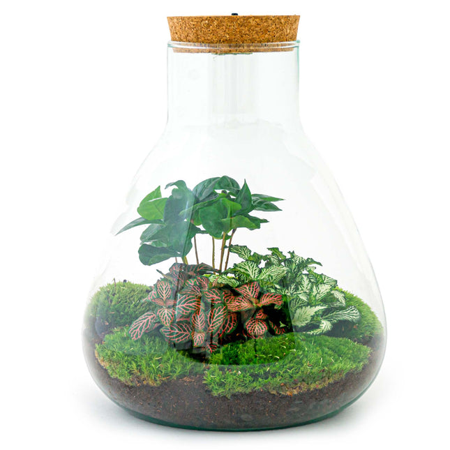 Plant terrarium - Sam Coffea with light - Bottle garden - ↑ 30 cm