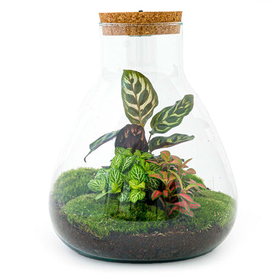  DIY Terrarium Kit with Live Moss Plant and 9 Glass Bottle Jar  Container Planter, Closed Moss Terrarium with Lid (Ball Cork)