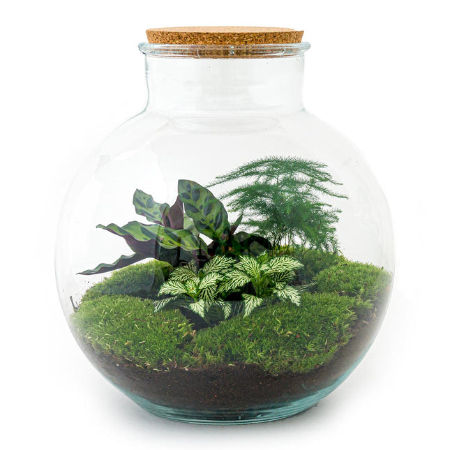 Kit fai da te terrario • Bolder Bob • Ecosistema con piante • ↑ 30 cm –  urbanjngl