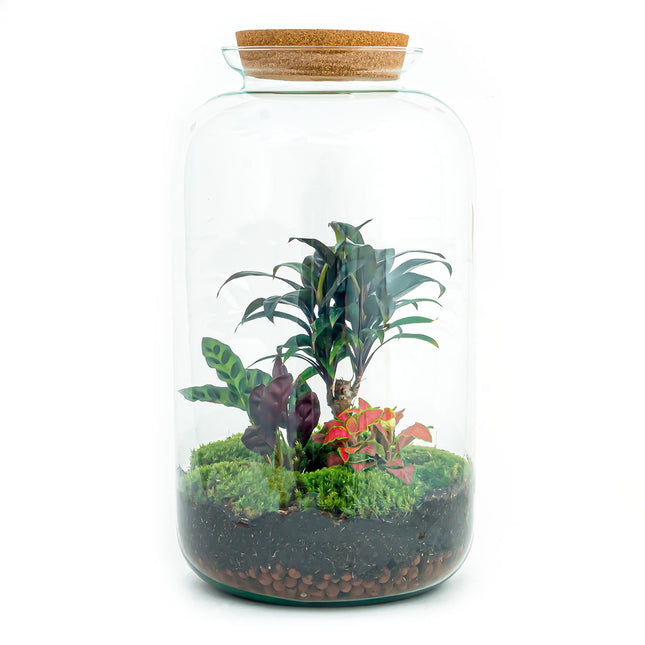 Terrarium DIY Kit - Fat Joe - Bottle Garden - ↑ 30 cm – urbanjngl