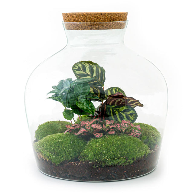 Terrarium DIY Kit - Sam XL - Bottle Garden - ↑ 35 cm