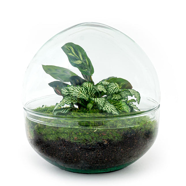 Kit fai da te terrario • Cupola • Ecosistema con piante • ↑ 20 cm –  urbanjngl