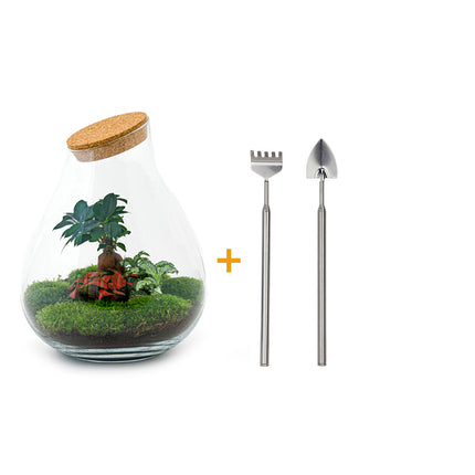Terrarium DIY Kit • Drop XL Ficus Ginseng bonsai • Ecosystem with plants • ↑ 37 cm