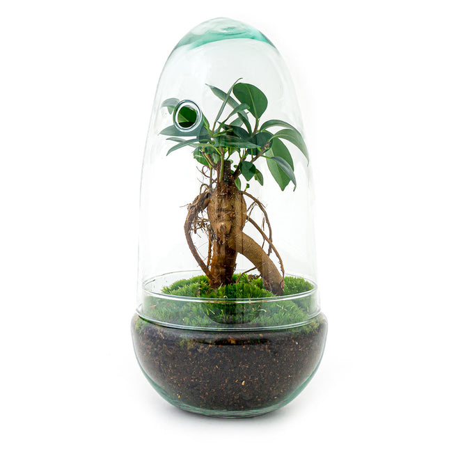 Terrarium DIY Kit • Dome XL Ficus Ginseng bonsai • ↑ 28 cm – urbanjngl