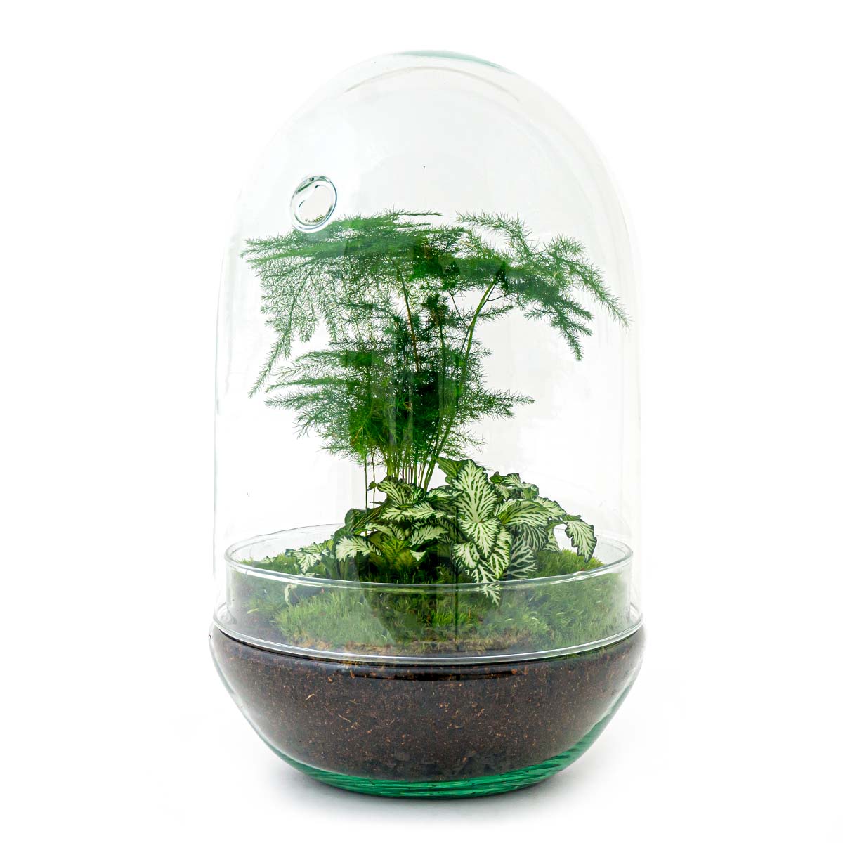 Pellen beginsel Uitlijnen Terrarium DIY Kit • Egg XL • Ecosysteem in Glazen ei • ↑ 30 cm – urbanjngl