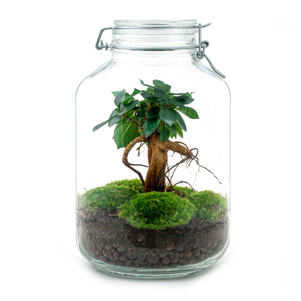 Terrarium DIY Kit - Milky - Bottle Garden - ↑ 30 cm – urbanjngl