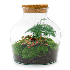 Plant terrarium package - Bonsai - 3 terrarium plants - Refill & Starter  package - DIY Terrarium kit