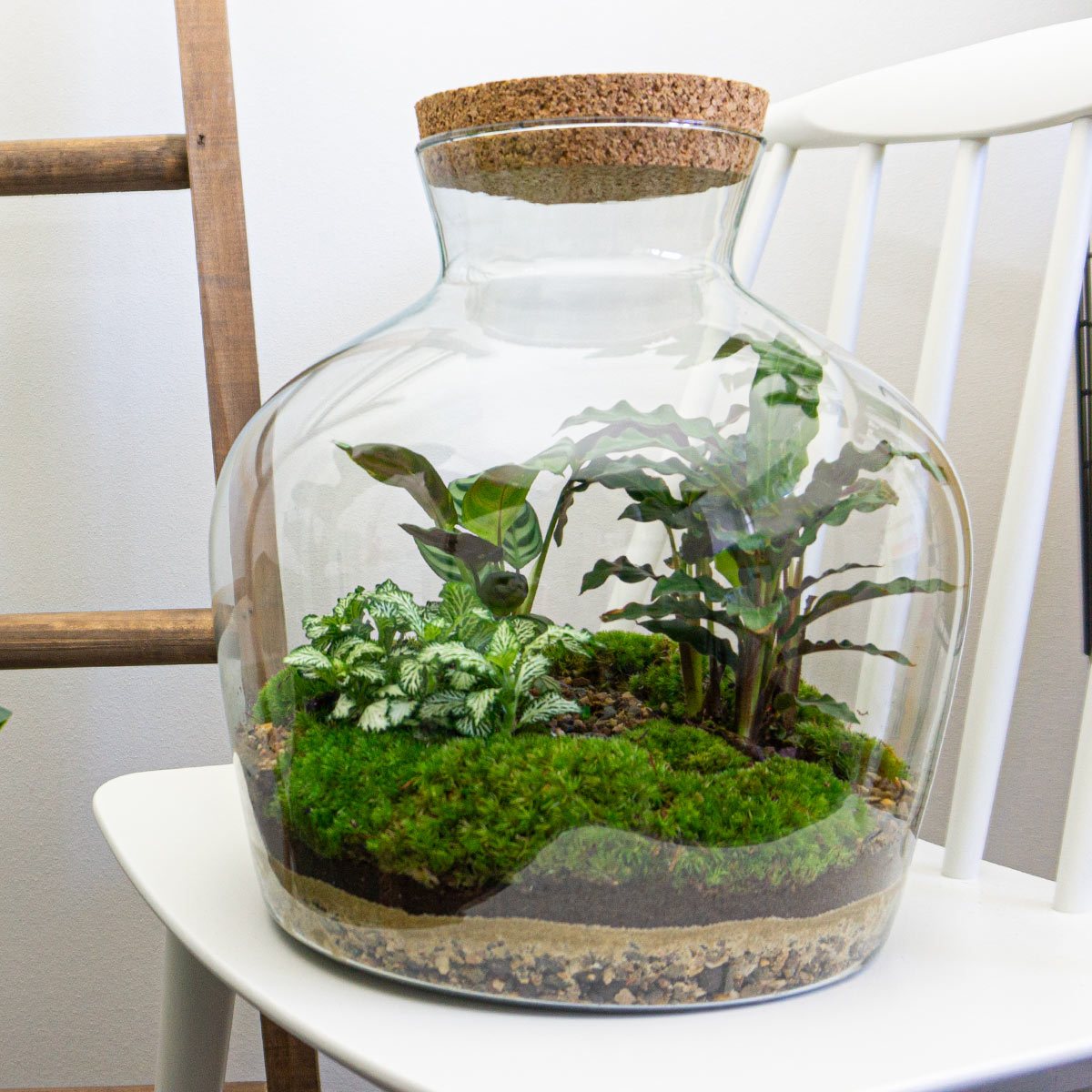 Leerling Afleiden Makkelijk in de omgang Terrarium DIY Kit • Fat Joe • Ecosystem with plants • ↑ 30 cm – urbanjngl