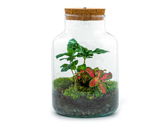 Terrarium DIY Kit - Fat Joe Red - Bottle Garden - ↑ 30 cm – urbanjngl