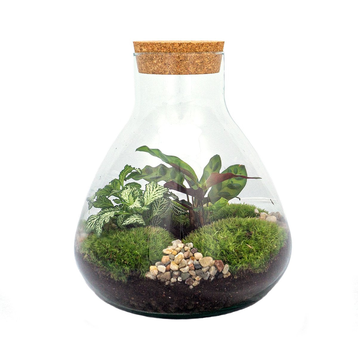 vergaan reguleren weg Terrarium DIY Kit • Sammie • Ecosystem with plants • ↑ 27 cm – urbanjngl