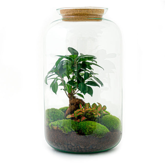 Terrarium DIY Kit - Milky with Bonsai - Bottle Garden - ↑ 30 cm