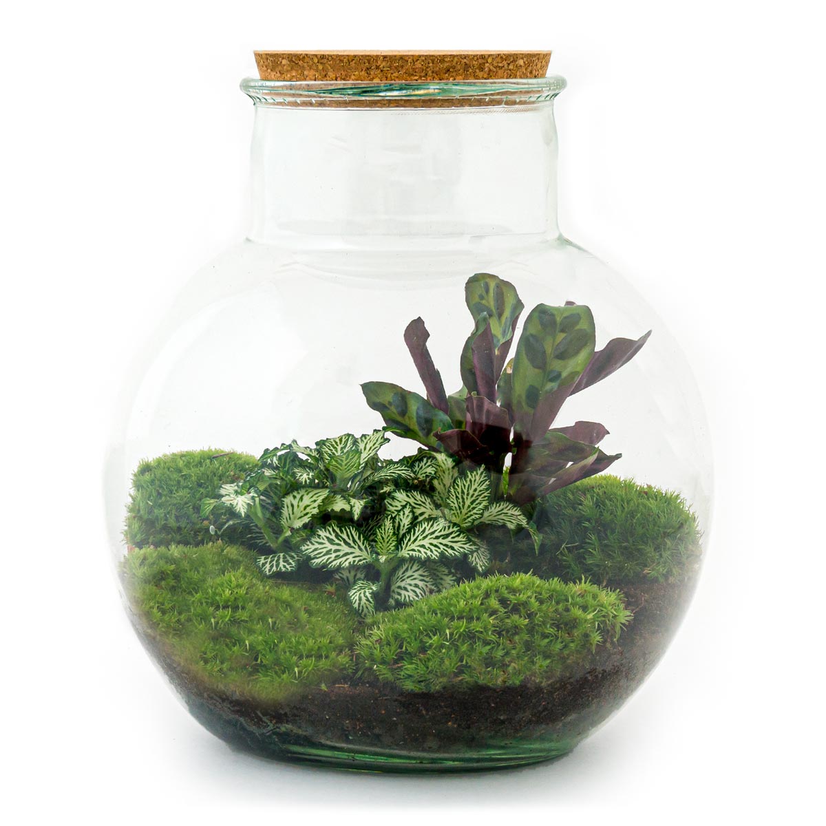 beweging plastic verwarring Terrarium DIY Kit • Teddy • Ecosystem with plants • ↑ 26,5 cm – urbanjngl
