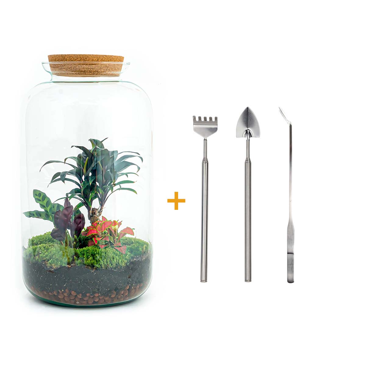 Terrarium Kit • Sven Palm • Ecosystem plants • ↑ cm –