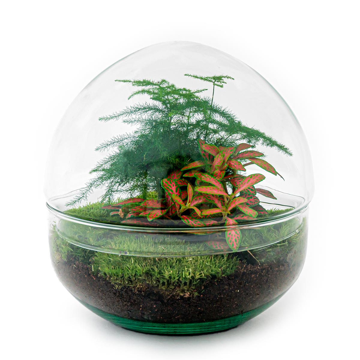 Terrarium DIY Kit • Dome Red • Ecosystem with plants ↑ 20 cm – urbanjngl