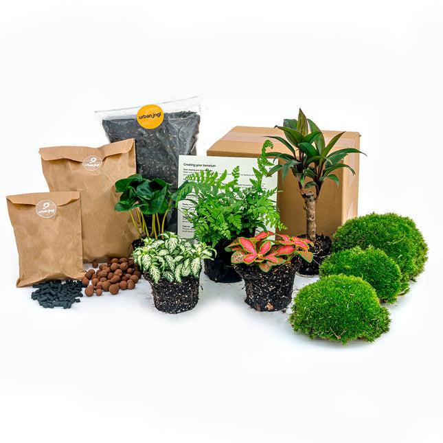 medley zingen Besmetten Plant terrarium package - Jungle 5 - Refill & Starter package DIY terr –  urbanjngl