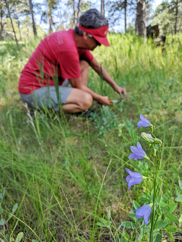 Denise collecting botanical specimens for her handmade paper.