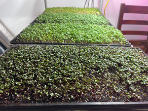 Microgreens - Carbon Farm: Mt Hood