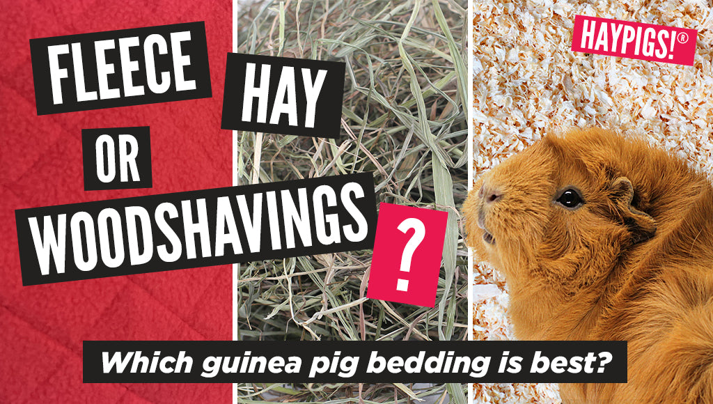 Fleece, hay or woodshavings: which guinea pig bedding is best?