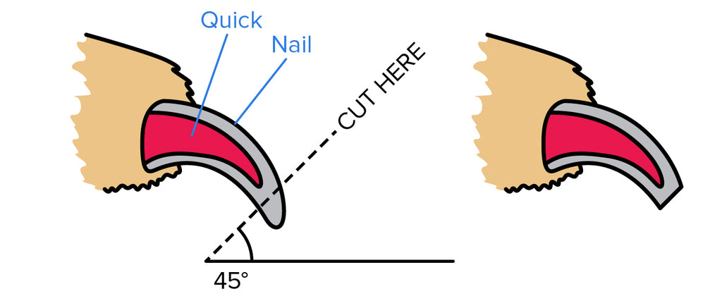 How do you cut guinea pigs nails? – HAYPIGS