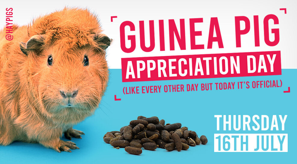 HayPigs!® celebrate Guinea Pig Appreciation Day with one clear message