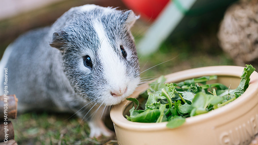 20 Fun Fact About Guinea Pigs