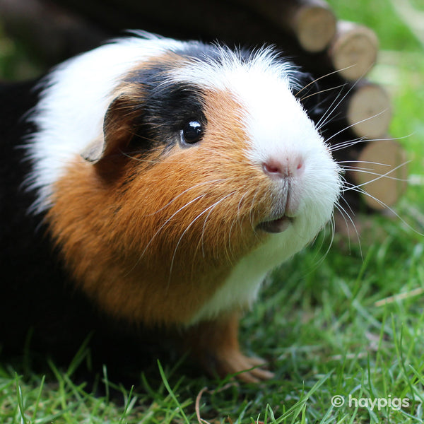 Tri-colour guinea pig