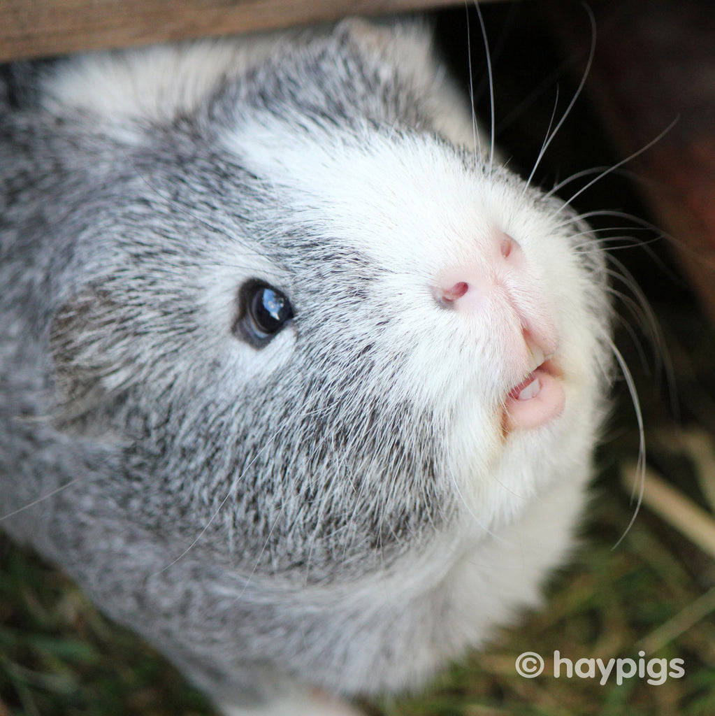 What is the difference between a hamster and a guinea pig? – HAYPIGS