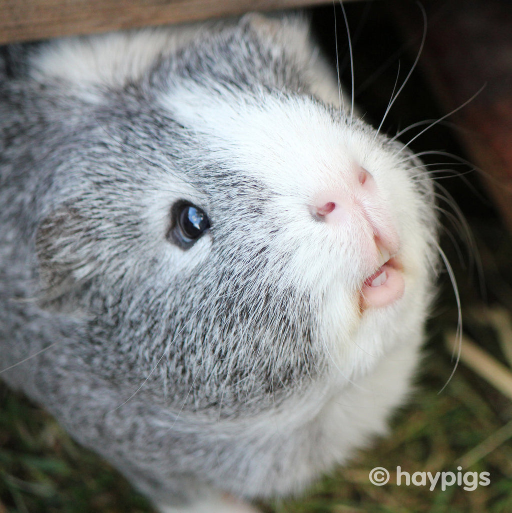 What Happens As Guinea Pigs Age?