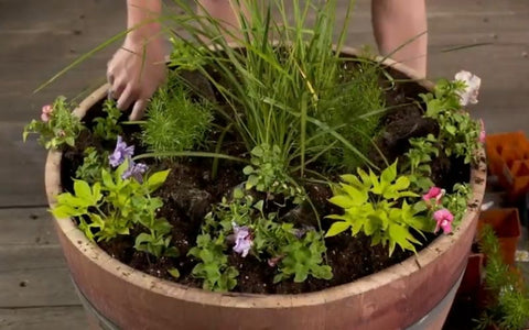 A man planting flowers in a wine barrel planter