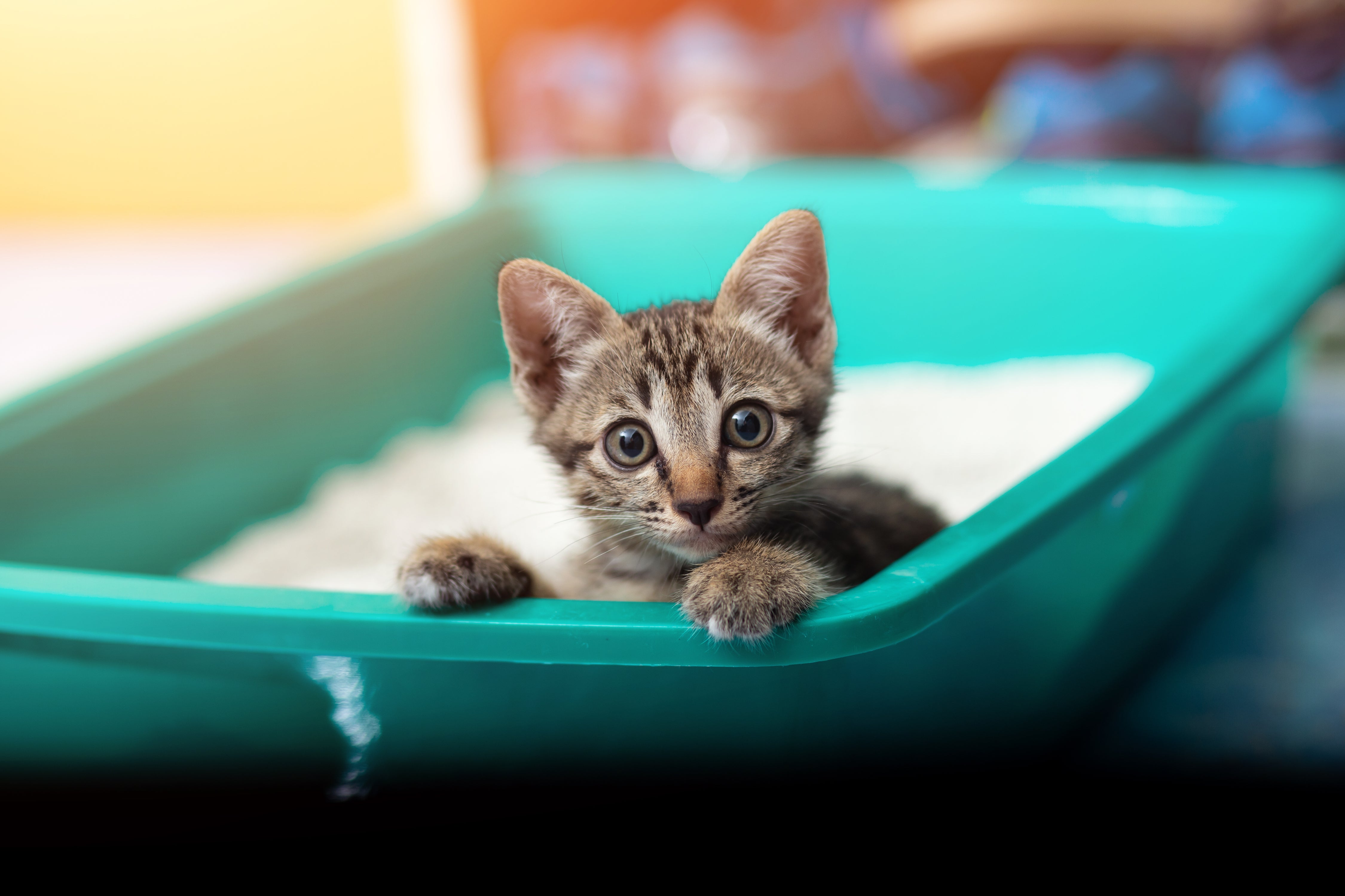 how-to-stop-my-cat-s-litter-tray-from-smelling-meowy-studio