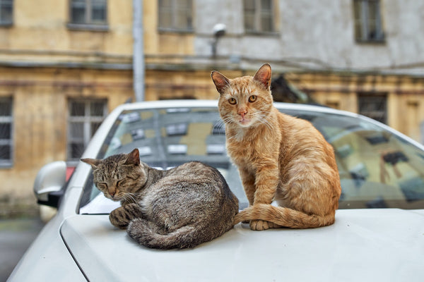 cats and road trip