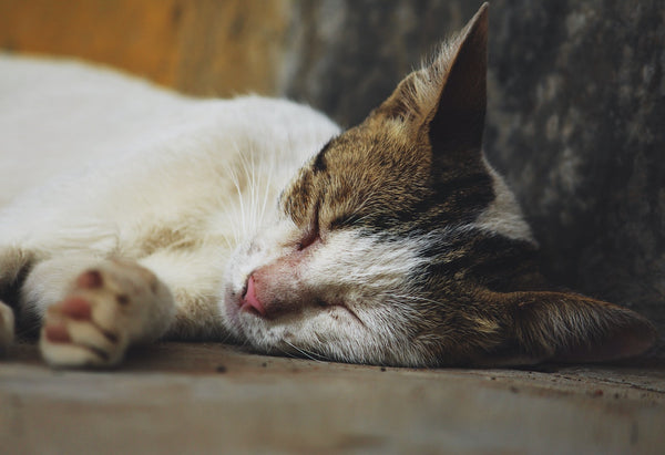 cats in winter