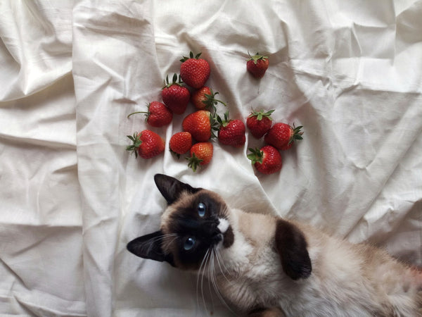 berries for cats