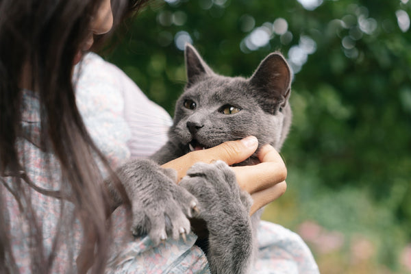 cats kneading and biting